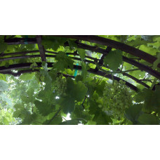 Виноград звичайний Лорано (ранній) | Vitis vinifera Lorano (early) | Виноград культурный Лорано (ранний)
