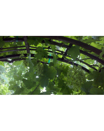 Виноград звичайний Лорано (ранній) | Vitis vinifera Lorano (early) | Виноград культурный Лорано (ранний)