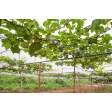 Виноград звичайний Лорано (ранній) | Vitis vinifera Lorano (early) | Виноград культурный Лорано (ранний)