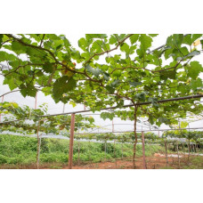 Виноград звичайний Лорано (ранній) | Vitis vinifera Lorano (early) | Виноград культурный Лорано (ранний)
