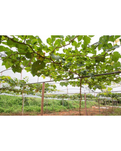 Виноград звичайний Лорано (ранній) | Vitis vinifera Lorano (early) | Виноград культурный Лорано (ранний)