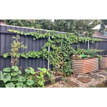 Виноград звичайний Лорано (ранній) | Vitis vinifera Lorano (early) | Виноград культурный Лорано (ранний)