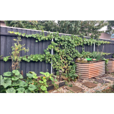 Виноград звичайний Лорано (ранній) | Vitis vinifera Lorano (early) | Виноград культурный Лорано (ранний)