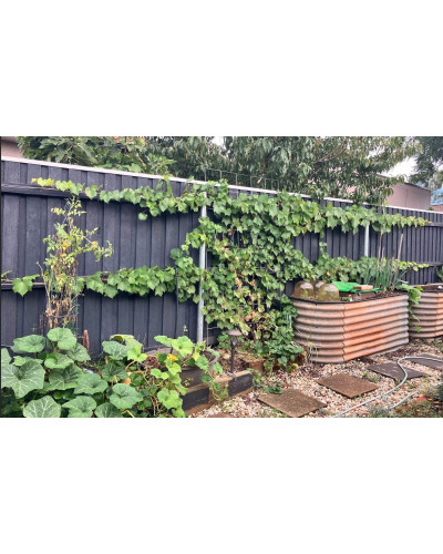 Виноград звичайний Лорано (ранній) | Vitis vinifera Lorano (early) | Виноград культурный Лорано (ранний)