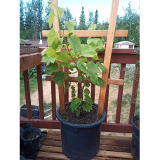 Виноград звичайний Лорано (ранній) | Vitis vinifera Lorano (early) | Виноград культурный Лорано (ранний)