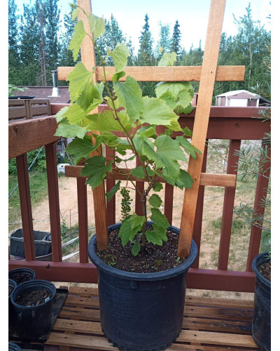 Виноград звичайний Лорано (ранній) | Vitis vinifera Lorano (early) | Виноград культурный Лорано (ранний)
