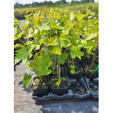 Виноград звичайний Лорано (ранній) | Vitis vinifera Lorano (early) | Виноград культурный Лорано (ранний)