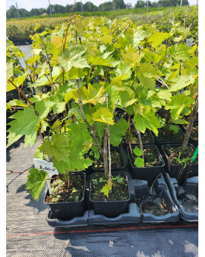 Виноград звичайний Лорано (ранній) | Vitis vinifera Lorano (early) | Виноград культурный Лорано (ранний)