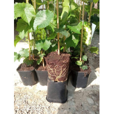 Виноград звичайний Лорано (ранній) | Vitis vinifera Lorano (early) | Виноград культурный Лорано (ранний)
