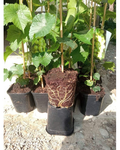 Виноград звичайний Лорано (ранній) | Vitis vinifera Lorano (early) | Виноград культурный Лорано (ранний)