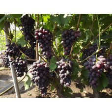 Виноград звичайний Лорано (ранній) | Vitis vinifera Lorano (early) | Виноград культурный Лорано (ранний)