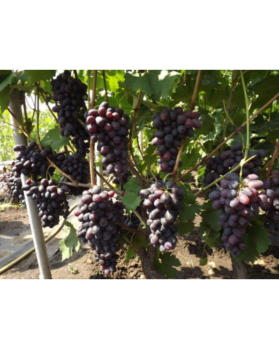 Виноград звичайний Лорано (ранній) | Vitis vinifera Lorano (early) | Виноград культурный Лорано (ранний)