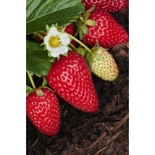 Полуниця Альбіон | Fragaria ananassa Albion | Клубника Альбион