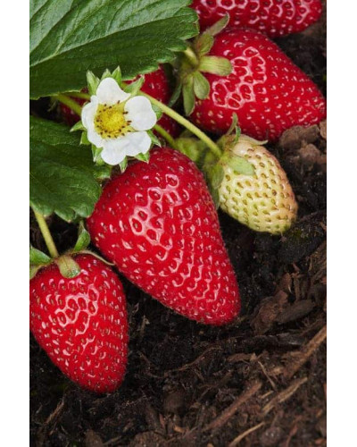 Полуниця Альбіон | Fragaria ananassa Albion | Клубника Альбион