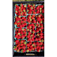 Полуниця Альбіон | Fragaria ananassa Albion | Клубника Альбион