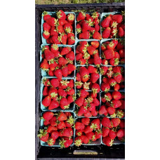 Полуниця Альбіон | Fragaria ananassa Albion | Клубника Альбион