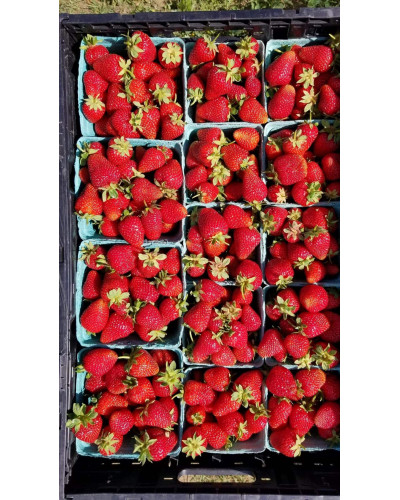 Полуниця Альбіон | Fragaria ananassa Albion | Клубника Альбион