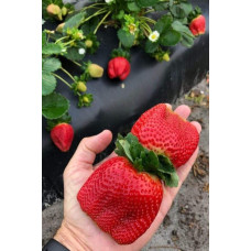 Полуниця Гігантелла (середньопізня) | Fragaria ananassa Gigantella (mid-late) | Клубника Гигантелла (среднепоздняя)
