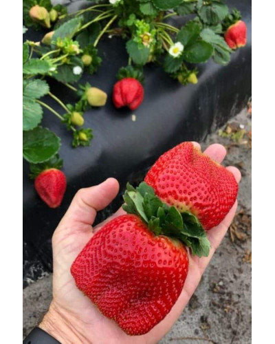 Полуниця Гігантелла (середньопізня) | Fragaria ananassa Gigantella (mid-late) | Клубника Гигантелла (среднепоздняя)