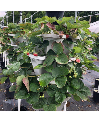 Полуниця Гігантелла (середньопізня) | Fragaria ananassa Gigantella (mid-late) | Клубника Гигантелла (среднепоздняя)