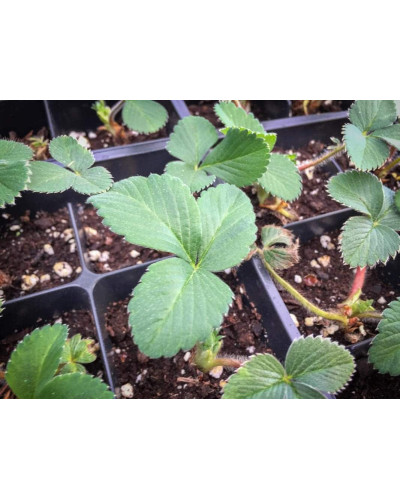Полуниця Гігантелла (середньопізня) | Fragaria ananassa Gigantella (mid-late) | Клубника Гигантелла (среднепоздняя)