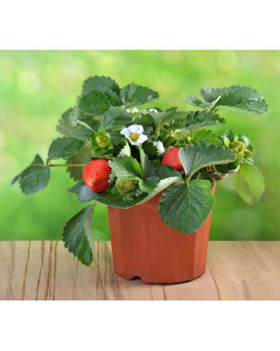 Полуниця Гігантелла (середньопізня) | Fragaria ananassa Gigantella (mid-late) | Клубника Гигантелла (среднепоздняя)