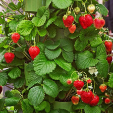 Полуниця Гігантелла (середньопізня) | Fragaria ananassa Gigantella (mid-late) | Клубника Гигантелла (среднепоздняя)
