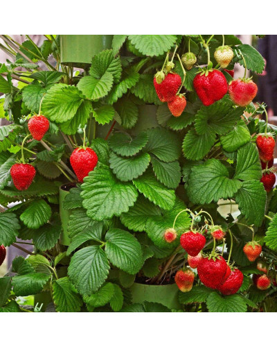 Полуниця Гігантелла (середньопізня) | Fragaria ananassa Gigantella (mid-late) | Клубника Гигантелла (среднепоздняя)