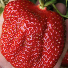 Полуниця Гігантелла (середньопізня) | Fragaria ananassa Gigantella (mid-late) | Клубника Гигантелла (среднепоздняя)