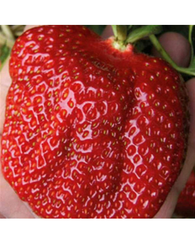 Полуниця Гігантелла (середньопізня) | Fragaria ananassa Gigantella (mid-late) | Клубника Гигантелла (среднепоздняя)