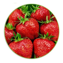 Полуниця Гігантелла (середньопізня) | Fragaria ananassa Gigantella (mid-late) | Клубника Гигантелла (среднепоздняя)