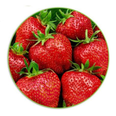 Полуниця Гігантелла (середньопізня) | Fragaria ananassa Gigantella (mid-late) | Клубника Гигантелла (среднепоздняя)