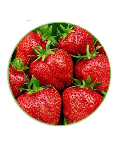 Полуниця Гігантелла (середньопізня) | Fragaria ananassa Gigantella (mid-late) | Клубника Гигантелла (среднепоздняя)