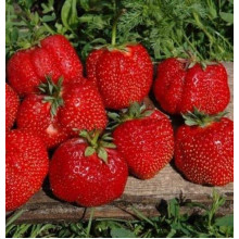 Полуниця Гігантелла (середньопізня) | Fragaria ananassa Gigantella (mid-late) | Клубника Гигантелла (среднепоздняя)