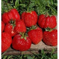 Полуниця Гігантелла (середньопізня) | Fragaria ananassa Gigantella (mid-late) | Клубника Гигантелла (среднепоздняя)