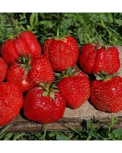 Полуниця Гігантелла (середньопізня) | Fragaria ananassa Gigantella (mid-late) | Клубника Гигантелла (среднепоздняя)
