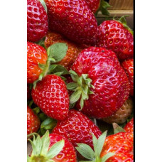 Полуниця Дарселект (рання) | Fragaria ananassa Darselect (early) | Клубника Дарселект (ранняя)