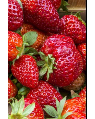 Полуниця Дарселект (рання) | Fragaria ananassa Darselect (early) | Клубника Дарселект (ранняя)