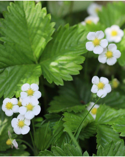 Полуниця Дарселект (рання) | Fragaria ananassa Darselect (early) | Клубника Дарселект (ранняя)