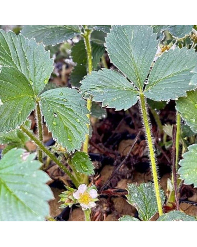 Полуниця Дарселект (рання) | Fragaria ananassa Darselect (early) | Клубника Дарселект (ранняя)