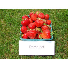 Полуниця Дарселект (рання) | Fragaria ananassa Darselect (early) | Клубника Дарселект (ранняя)
