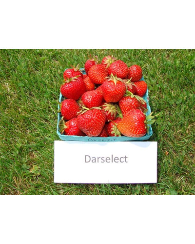Полуниця Дарселект (рання) | Fragaria ananassa Darselect (early) | Клубника Дарселект (ранняя)