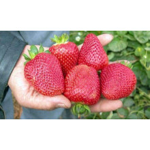 Полуниця Дарселект (рання) | Fragaria ananassa Darselect (early) | Клубника Дарселект (ранняя)