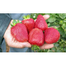 Полуниця Дарселект (рання) | Fragaria ananassa Darselect (early) | Клубника Дарселект (ранняя)