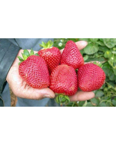 Полуниця Дарселект (рання) | Fragaria ananassa Darselect (early) | Клубника Дарселект (ранняя)