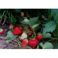 Полуниця Дарселект (рання) | Fragaria ananassa Darselect (early) | Клубника Дарселект (ранняя)