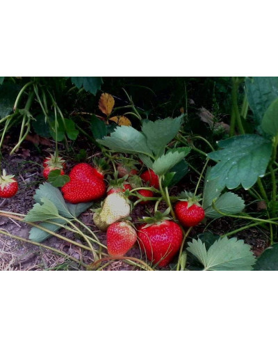 Полуниця Дарселект (рання) | Fragaria ananassa Darselect (early) | Клубника Дарселект (ранняя)
