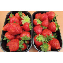 Полуниця Дарселект (рання) | Fragaria ananassa Darselect (early) | Клубника Дарселект (ранняя)