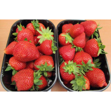 Полуниця Дарселект (рання) | Fragaria ananassa Darselect (early) | Клубника Дарселект (ранняя)