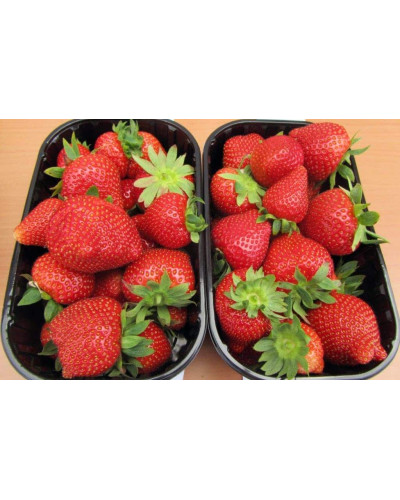 Полуниця Дарселект (рання) | Fragaria ananassa Darselect (early) | Клубника Дарселект (ранняя)